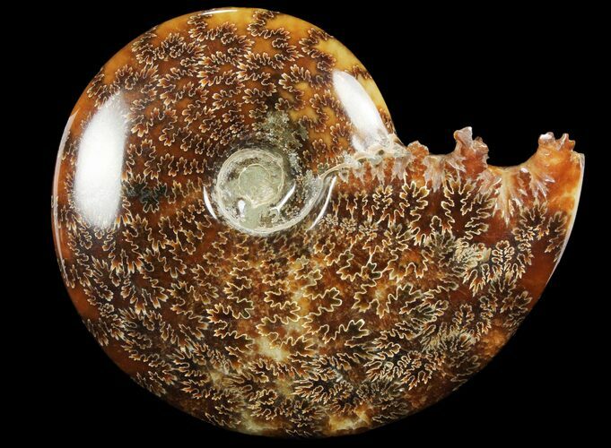 Polished, Agatized Ammonite (Cleoniceras) - Madagascar #97368